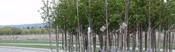Plant Trees with Kelowna's NeighbourWoods Program