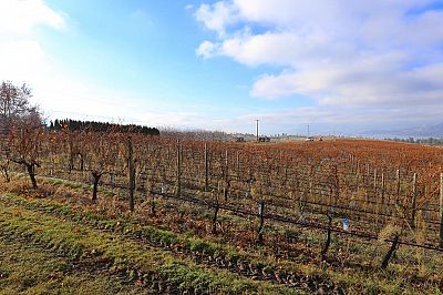 1690 Saucier Road Kelowna Photo 38