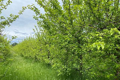 4300 Wallace Hill Road Kelowna Photo 4