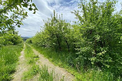 4300 Wallace Hill Road Kelowna Photo 14