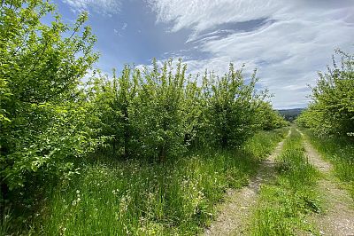 4300 Wallace Hill Road Kelowna Photo 15