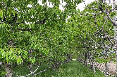 4300 Wallace Hill Road Kelowna Photo 20