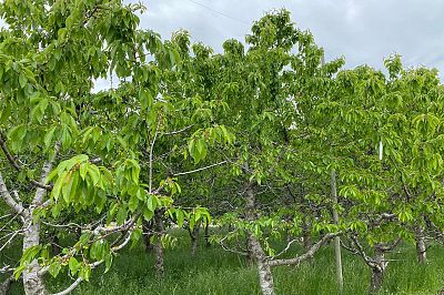 4300 Wallace Hill Road Kelowna Photo 23