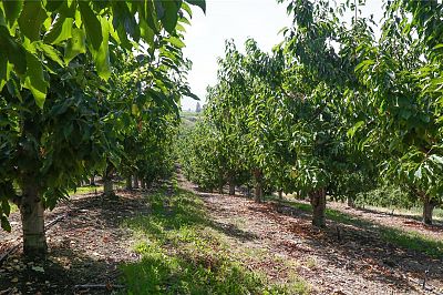 1989 Ward Road Kelowna Photo 18