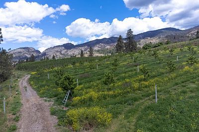 29 Eastside Road Okanagan Falls Photo 11