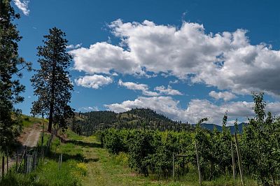 29 Eastside Road Okanagan Falls Photo 23
